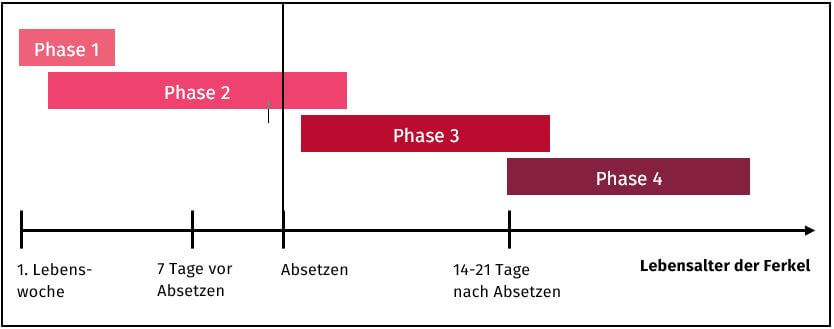 Grafik zu den Umstellungszeitpunkten der Fütterungsphasen von Ferkeln in Abhängigkeit der Futteraufnahme während der Säugezeit